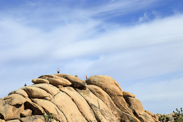 Joshua tree national park