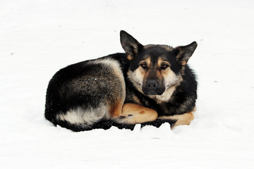 stray dog lies on the snow curled up in the winter .