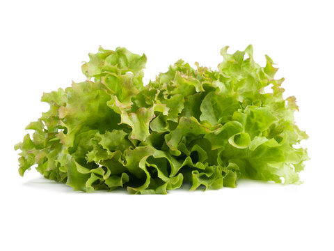 Green fresh curly lettuce salad leaves isolated on white background