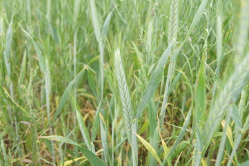 Młode żyto