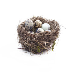 Quail eggs in nest