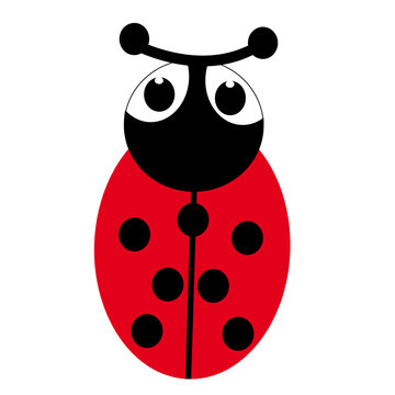Ladybug on white background