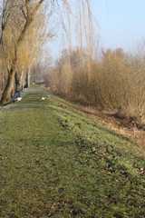 Fototapeta na wymiar Landscape with weeping willows