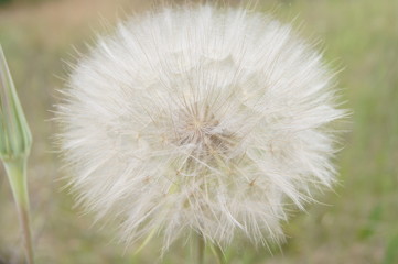 Dmuchawiec © Maciej