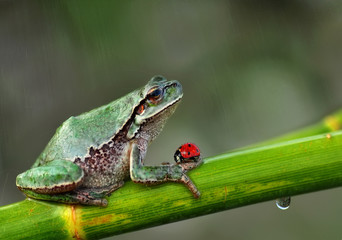 Tree frog
