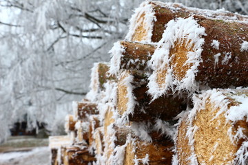 Holzschlag im Winter
