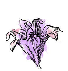 нежный акварель эскиз цветок лилия