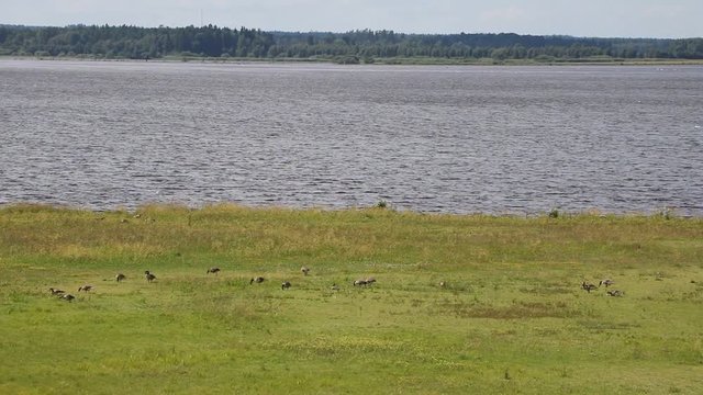 Hornborgasj&ouml;ns naturreservat in Sweden Scandinavia