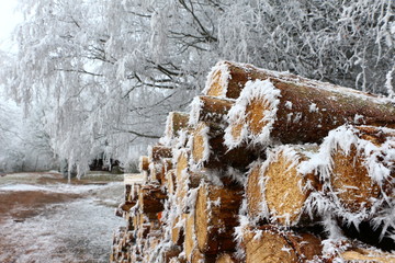 Holzschlag im Winter