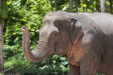 Elephant shows his snout