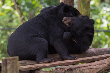 Two black bears fighting