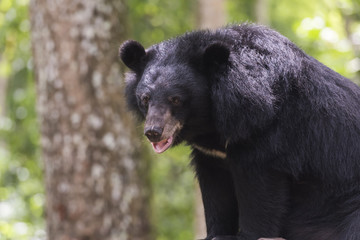 Black Bear resting on wood