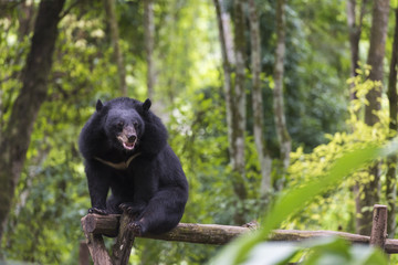 Obraz na płótnie Canvas Black Bear resting on wood