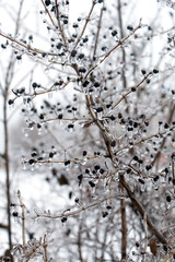 trees covered with ice