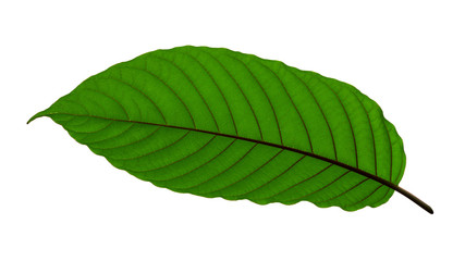 Tropical green leaf isolate with clipping path
