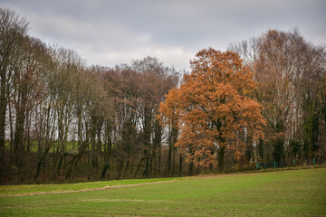 Fototapeta na wymiar Green field with colorful trees on the horizon. Autumn landscape. Germany, Europe countryside.
