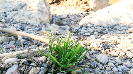 Gras zwischen Steinen