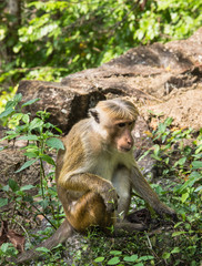 Wild monkey sitting on the gound in the forest near Sigiriya, Sri Lanka, Ceylon