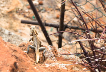 The brown lizard laying on the stones under the sun