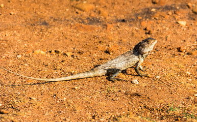 portrait of brown lizard on the rock, Sigirya, Sri Lanka