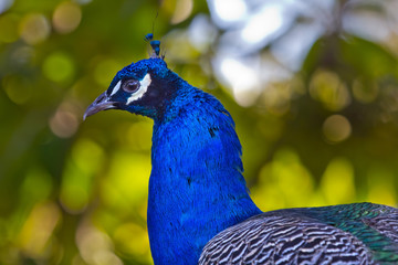Blue Peacock Neck and Feathers