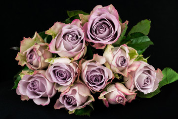 Song of roses