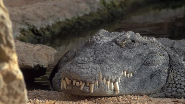 Large species of crocodile with big teeth resting with its body in water and head on the ground. Semiaquatic reptile predator