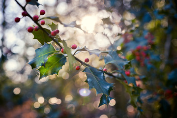 Holly plant with its red fruits