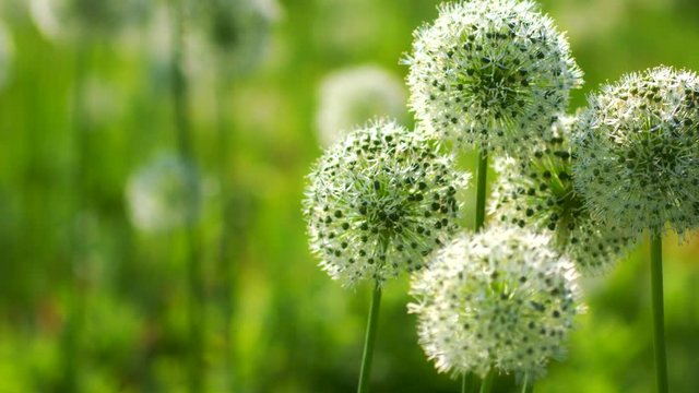 Beautiful White Allium circular globe shaped flowers blow in the wind