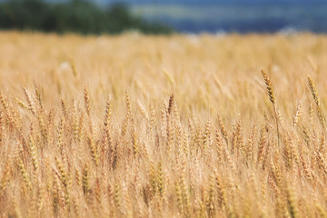 agricultural field with gold ears of wheat
