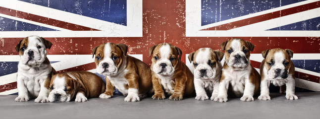 Bulldog puppies