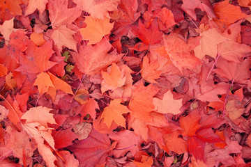 autumn color background