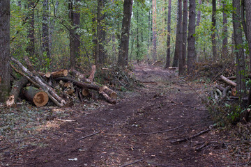 Pine stump, result of tree felling. Total deforestation, cut forest