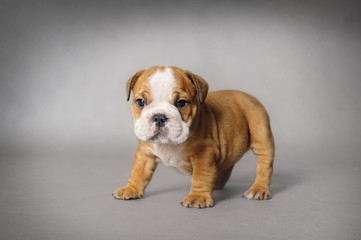 Obraz premium Bulldog puppy