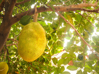 jackfruit will to ripe on tree flare sunlight