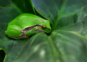 Tree frog