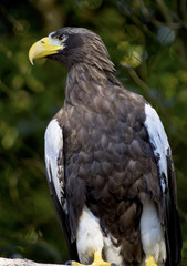 Stellar's Sea Eagle Haliaeetus Pelagicus