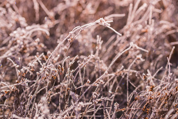 Frozen Grass