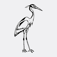 Hand-drawn pencil graphics, heron. Engraving, stencil style. 