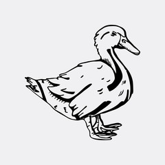 Hand-drawn pencil graphics, duck. Engraving, stencil style. 