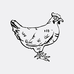 Hand-drawn pencil graphics, hen. Engraving, stencil style.
