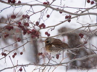 Fieldfare (Turdus pilaris) on winter-branch