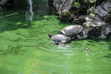 turtle, animal, nature, wildlife, reptile, water, tortoise, shel