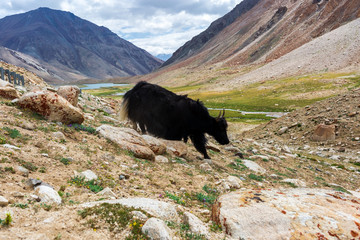 Yaks with natural landscape in Leh Ladakh