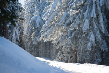 Zimowe drzewa w Masywie Śnieżnika © Agnieszka Rodowicz
