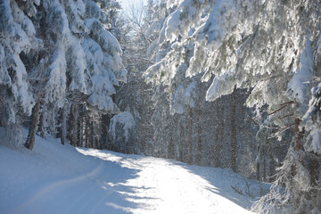 Zimowe drzewa w Masywie Śnieżnika © Agnieszka Rodowicz