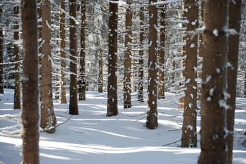 Zimowe drzewa w Masywie Śnieżnika