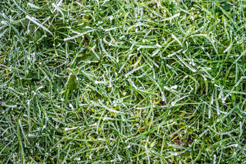 Winter vereiste Wiese 