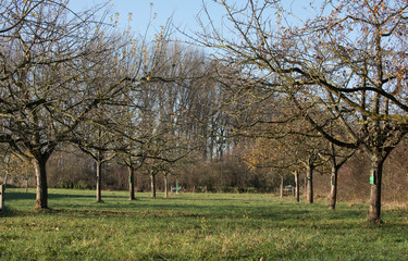 Obraz premium Knotty apple trees on an apple orchard (end of november) - looking as if they were still forming an alley