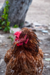 Beautiful colorful rooster standing in hen house